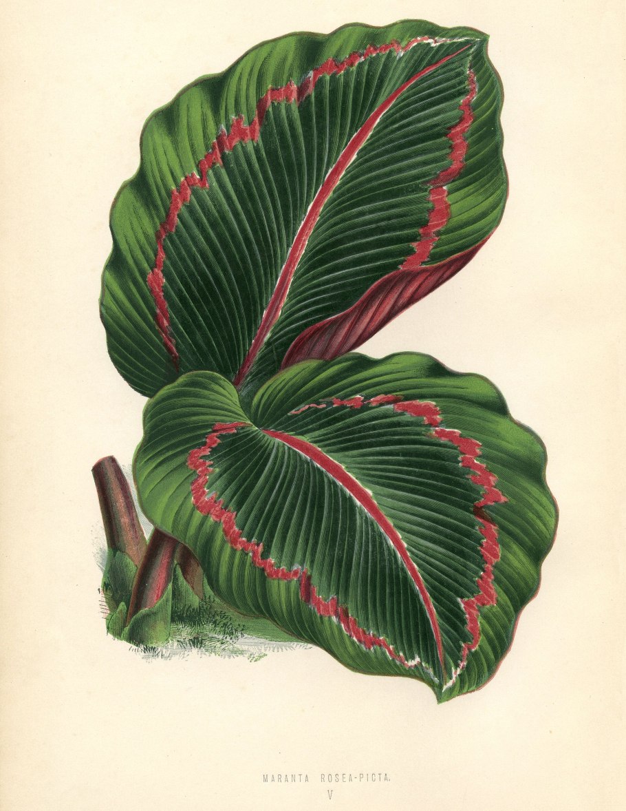 Ботанические иллюстрации тропические растения