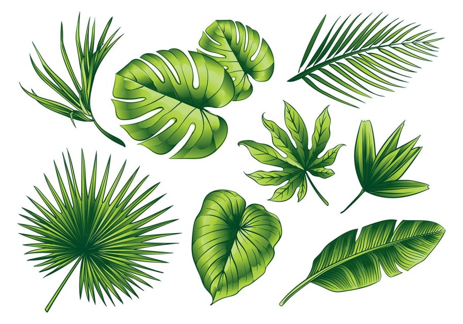 Пальмовые листья вектор