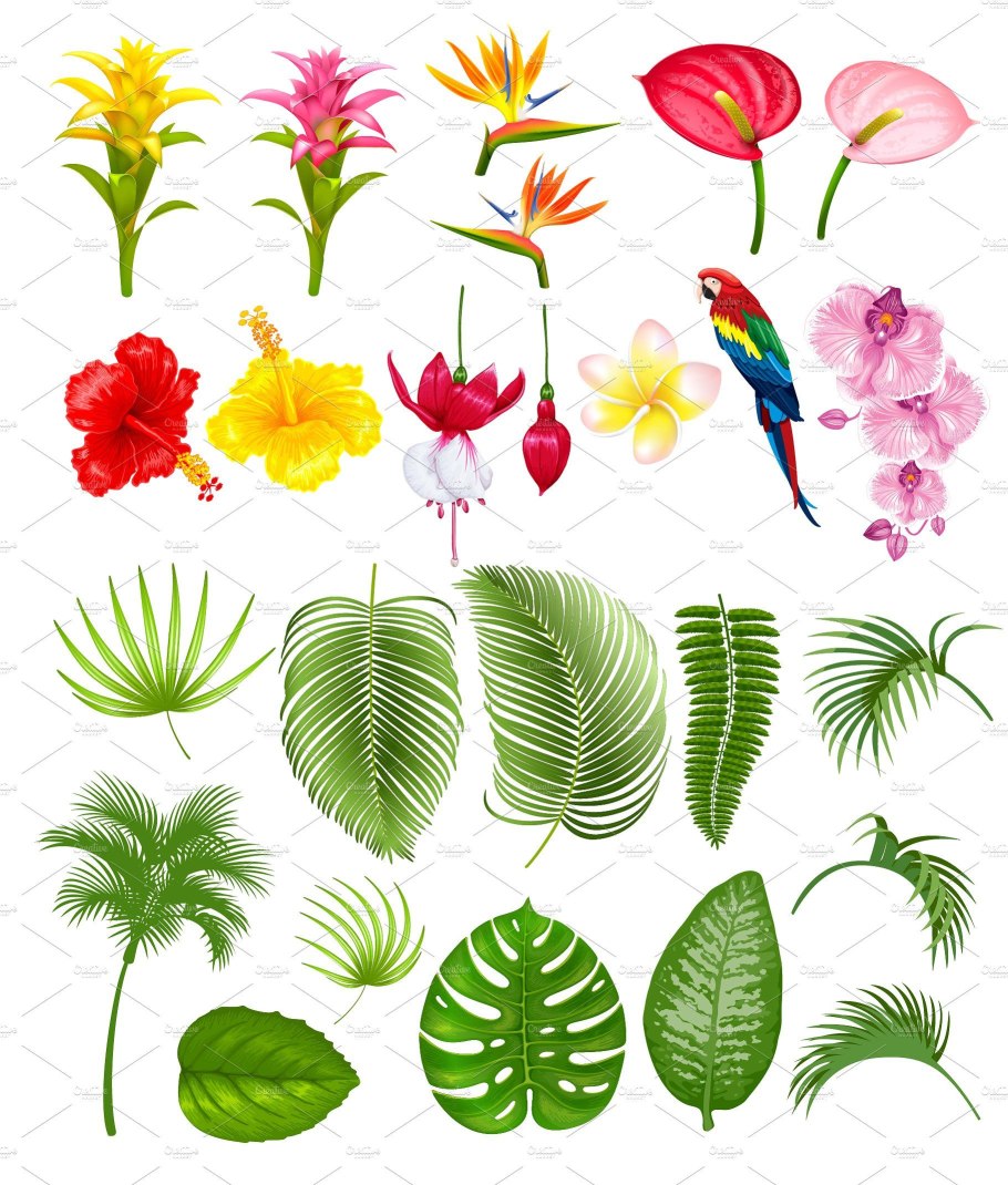 Тропические цветы для печати