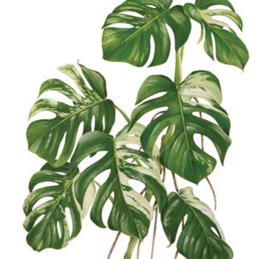 Филодендрон монстера листья