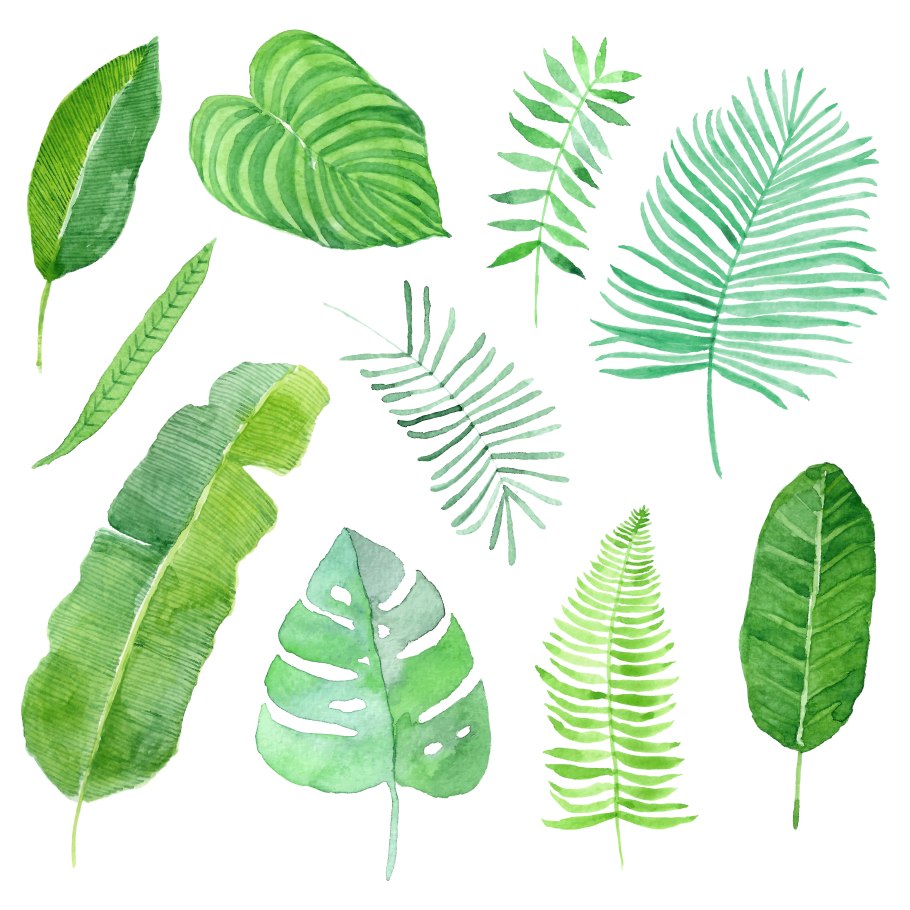 Tropical leaves вектор