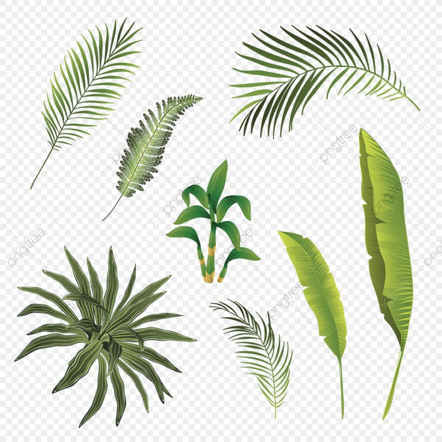 Тропические растения на белом фоне