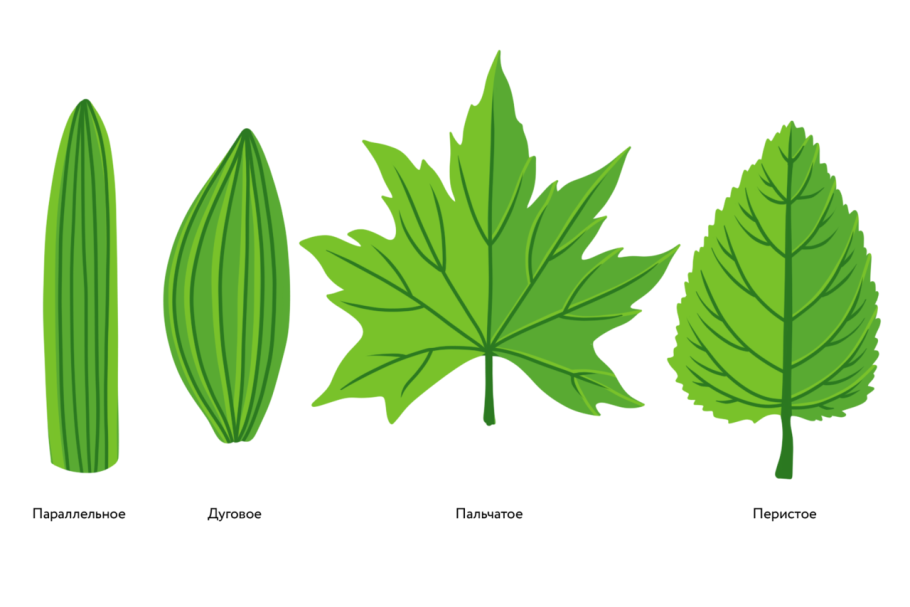 Ольховник кустарниковый ареал