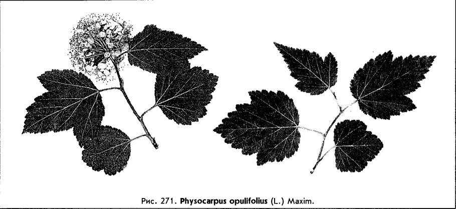 Фикус бенгальский удлинённый побег