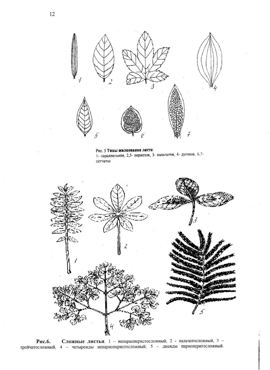 Типы жилкования листа
