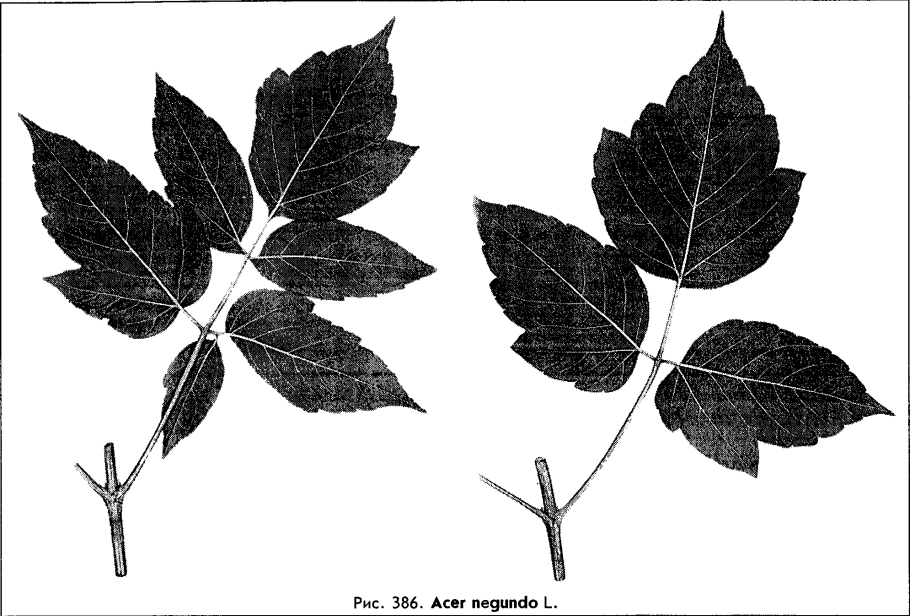 Лист к зелеными краями