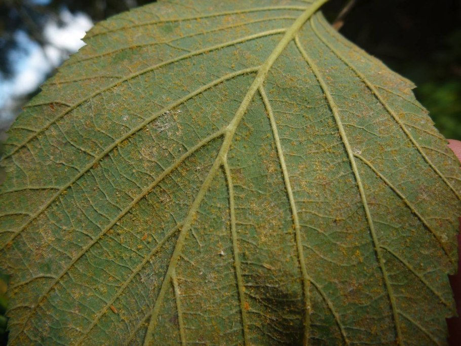 Birch Leaf