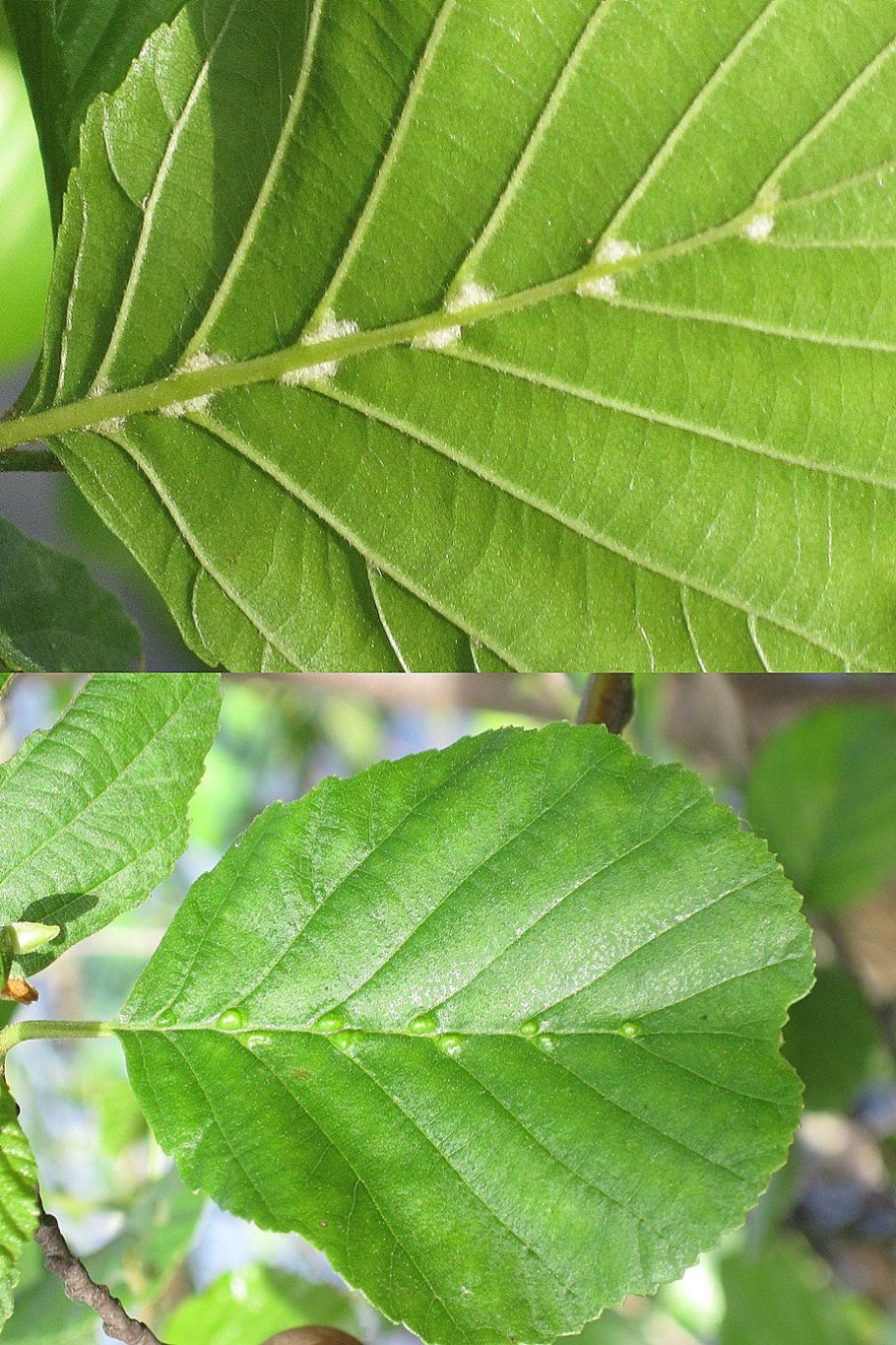 Жилкование листа шиповника