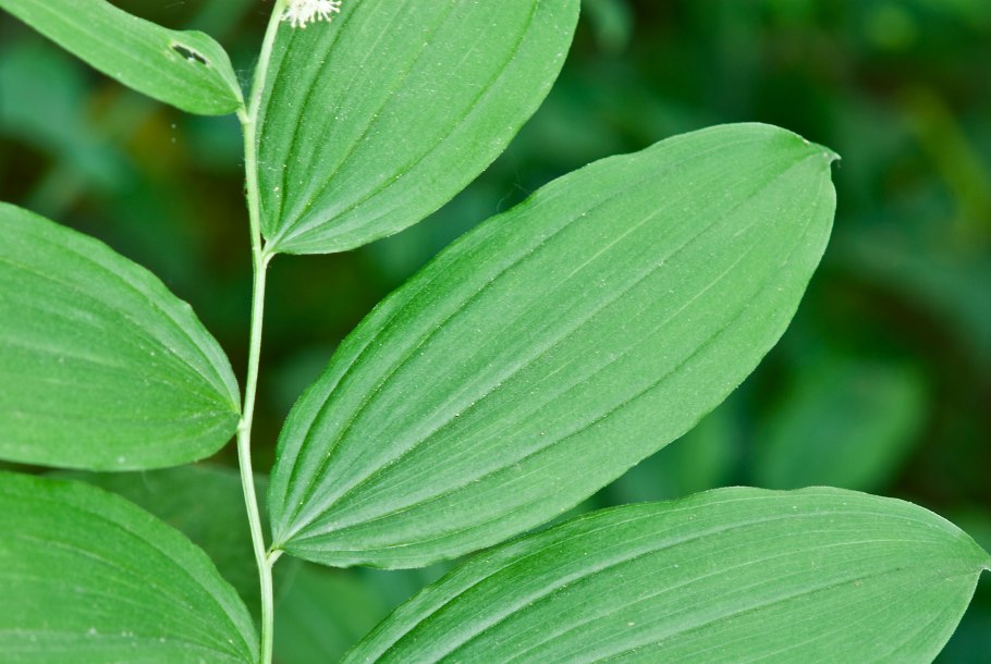 Alnus incana 'Razzmatazz'