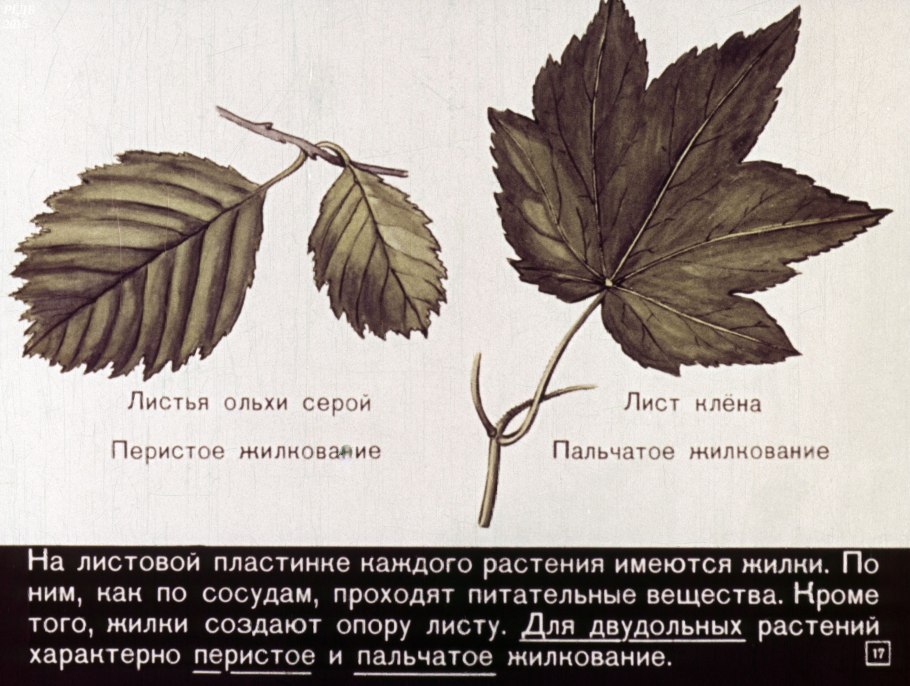 Платан листья болезни