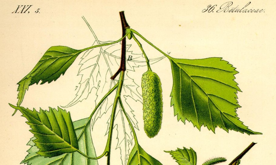 Alnus glutinosa рисунок