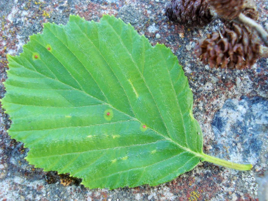 Пузыреплодник калинолистный гербарий