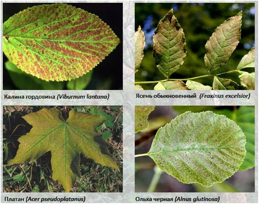 Жилкование листа клена