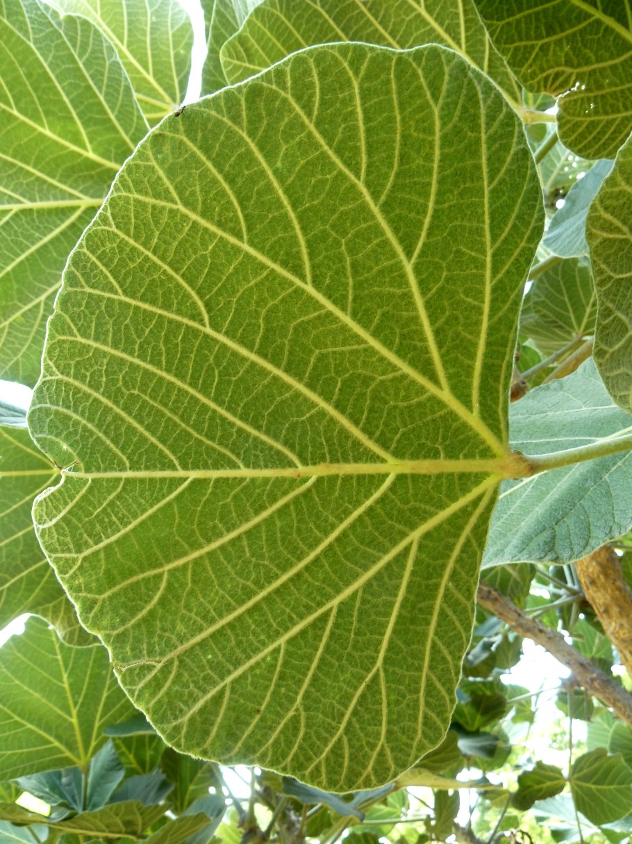 Лист инжира