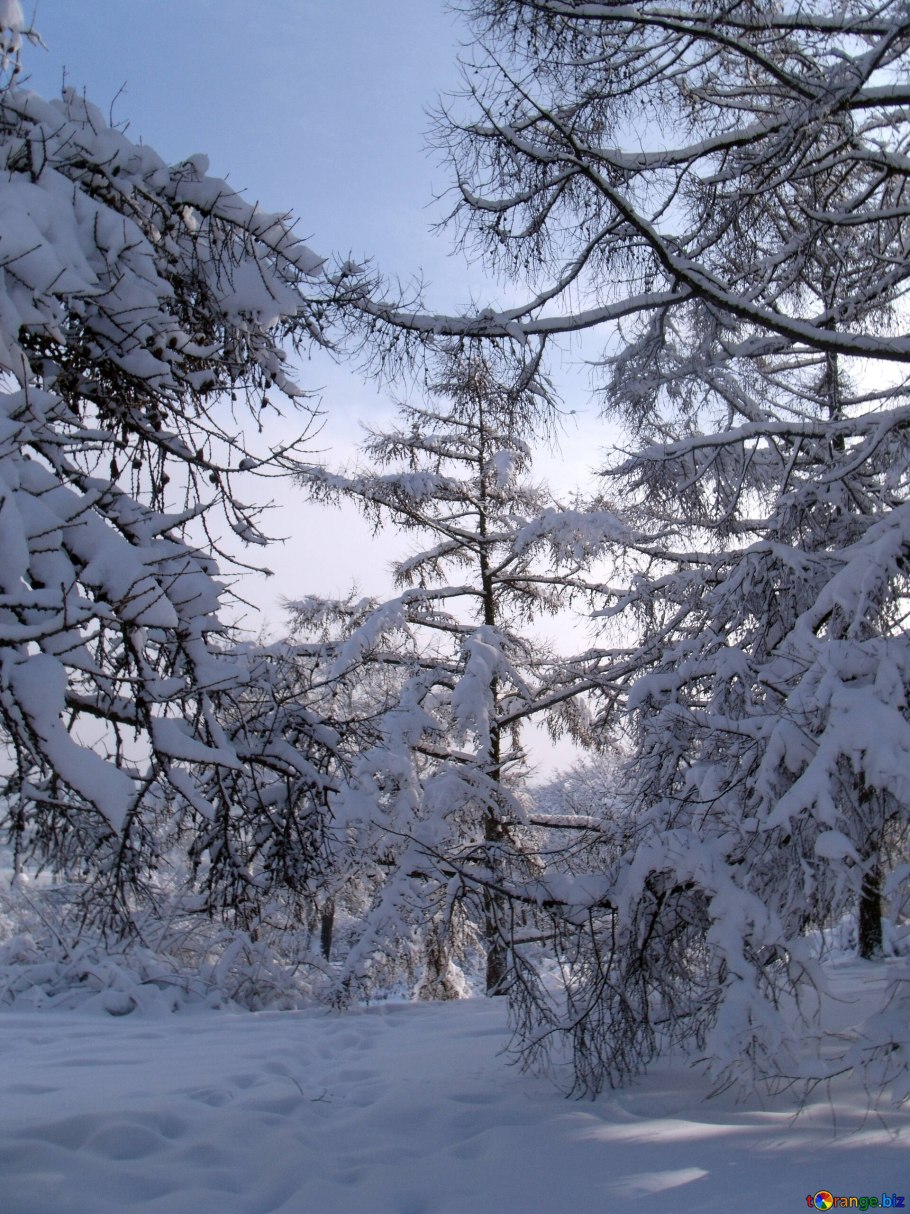 Лиственница зимой