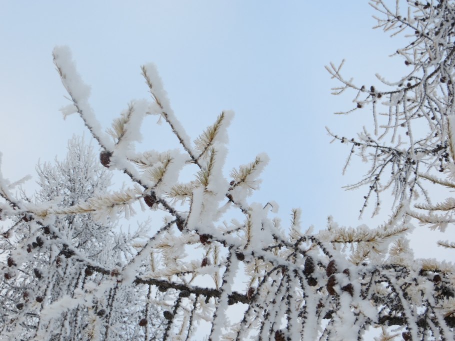 Лиственница Сибирская зимой