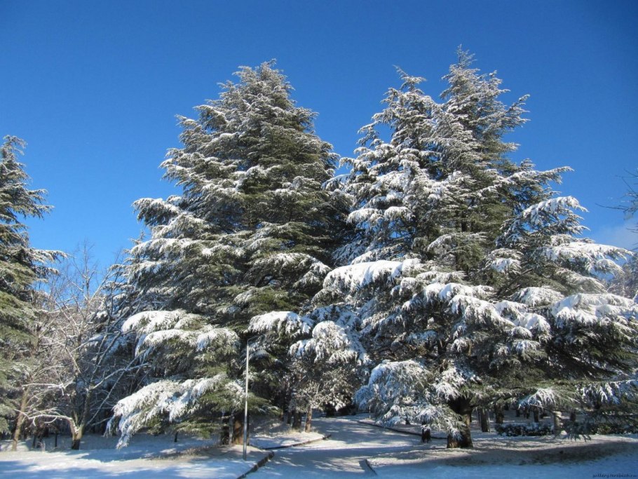 Изморозь на ветках деревьев