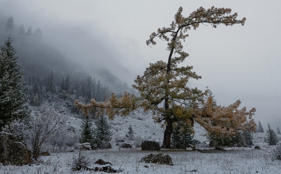 Зимняя лиственница