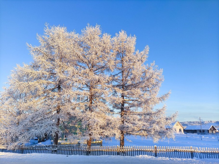 Лиственница Вологда зимой