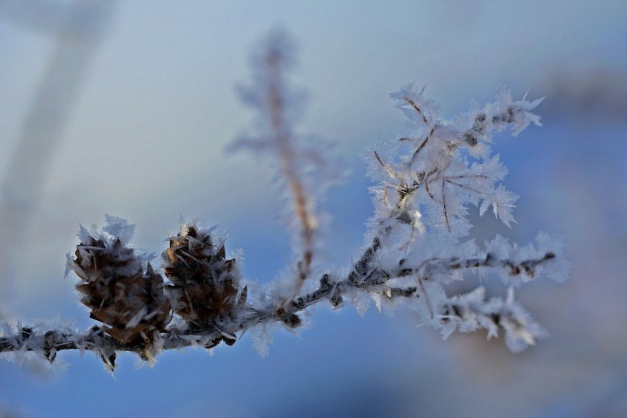 Шишки в снегу