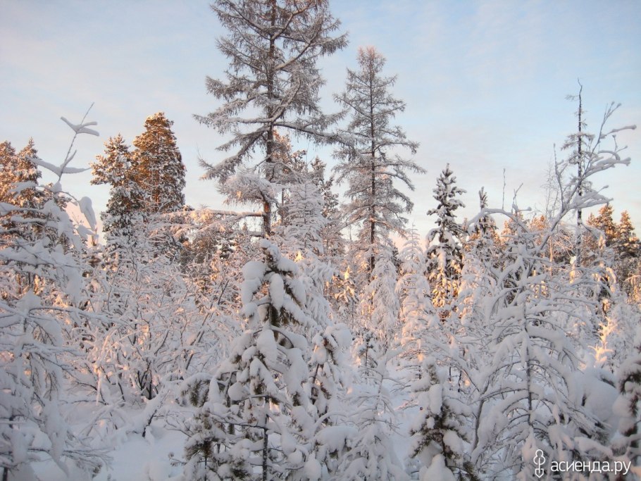 Лиственница Чекановского