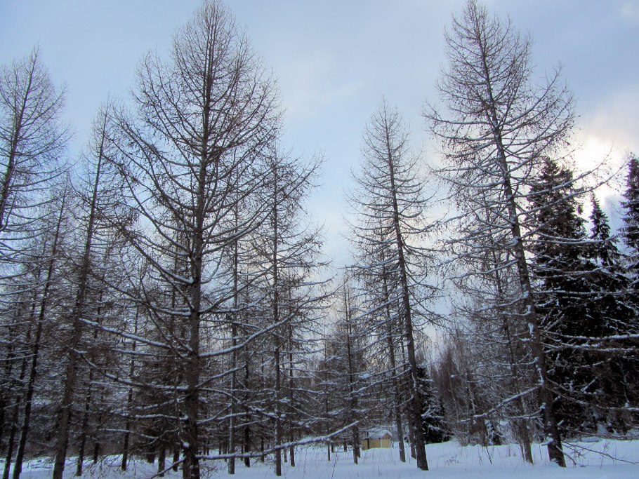 Елка с шишками в снегу