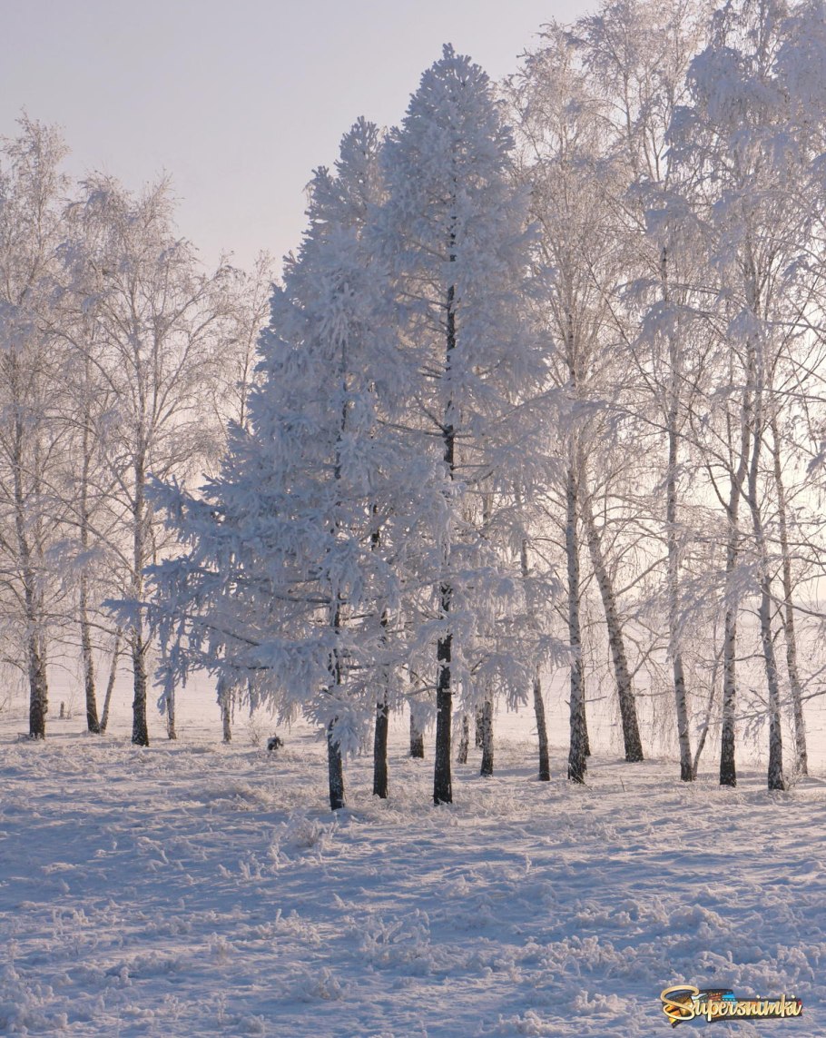 Еловая, Пихтовая, Сосновая лапы