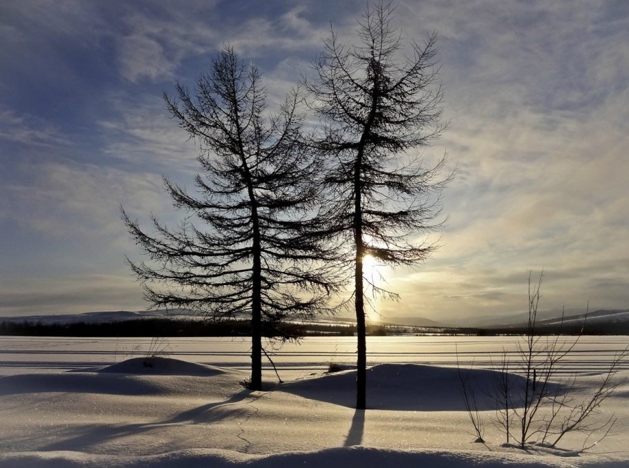 Лиственница желтая снег
