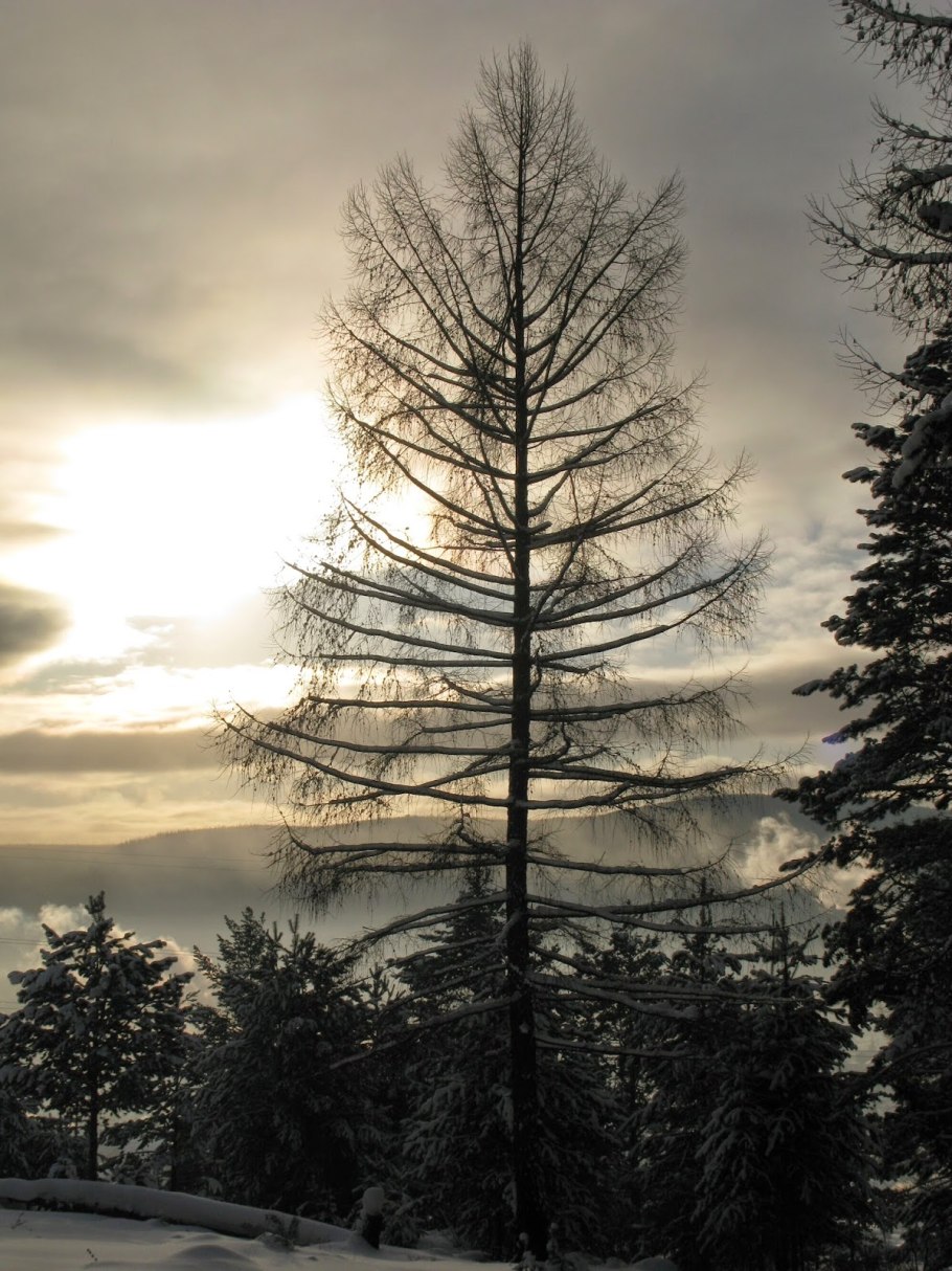 Лиственница Сибирская Larix sibirica