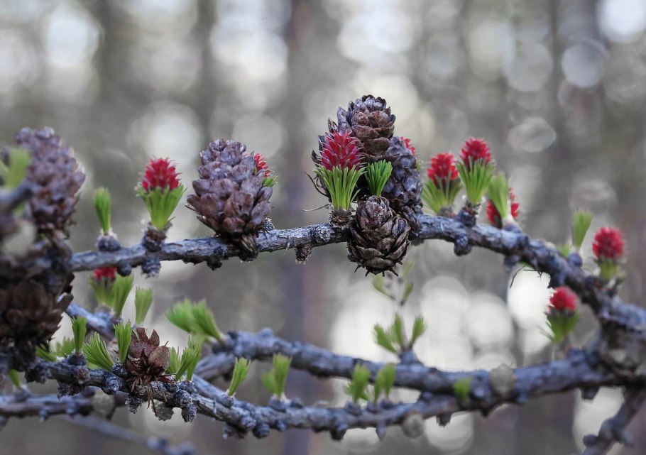 Лиственница Лайэля (Larix Layllii)