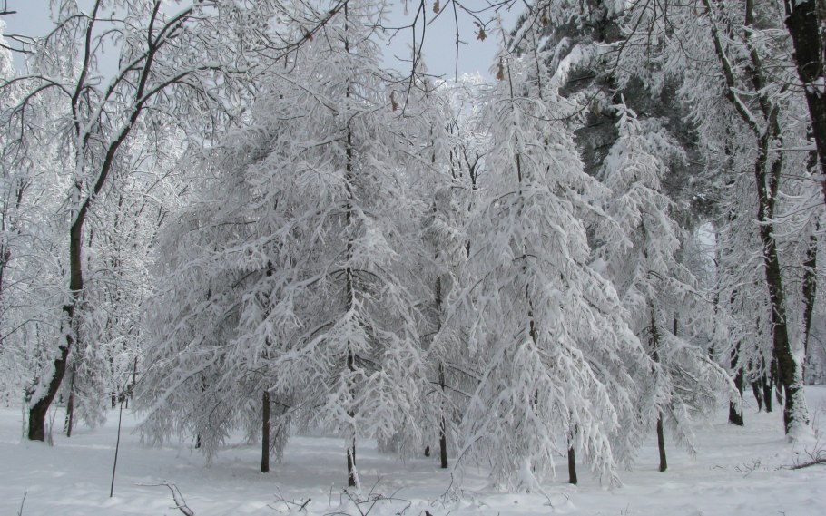 Нальчик парк зимой