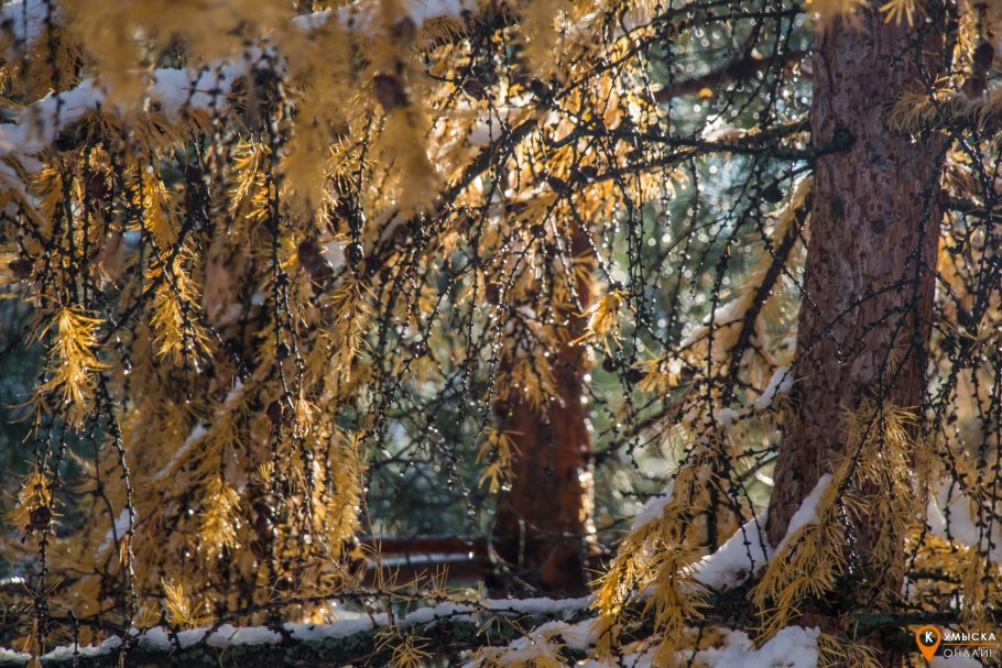 Лиственница сибирская зима