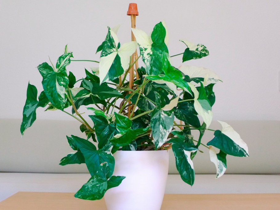 Цветок сингониум Лиана