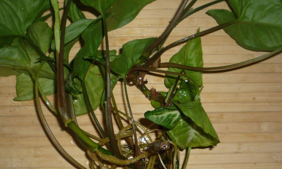 Сингониум ножколистный