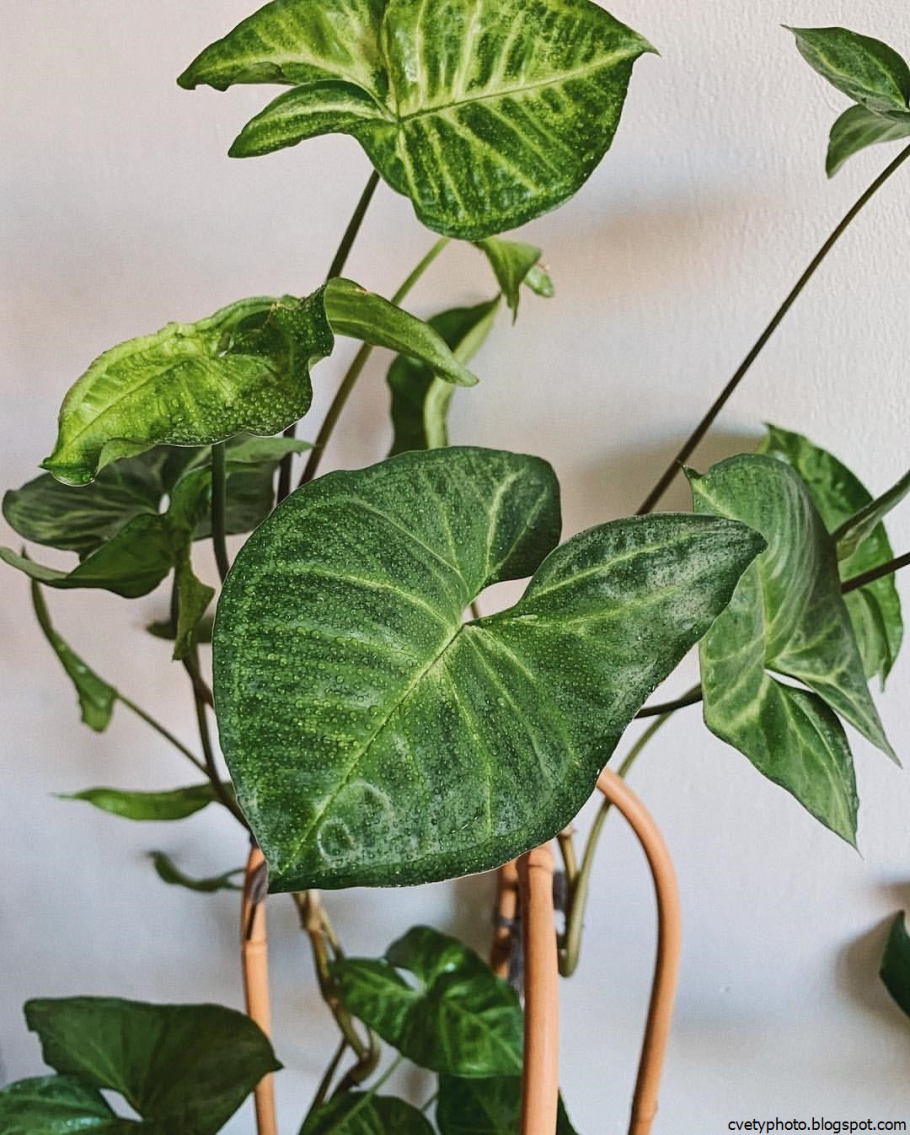 Сингониум Лиана