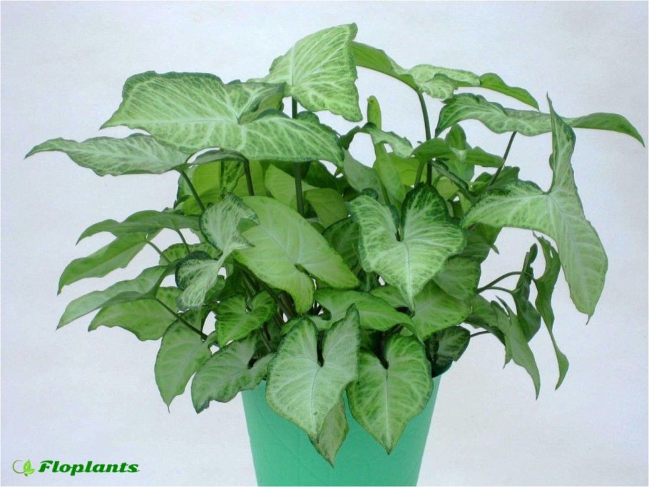 Сингониум Вьюнок