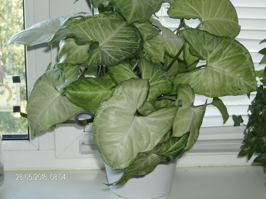 Сингониум Emerald Gem