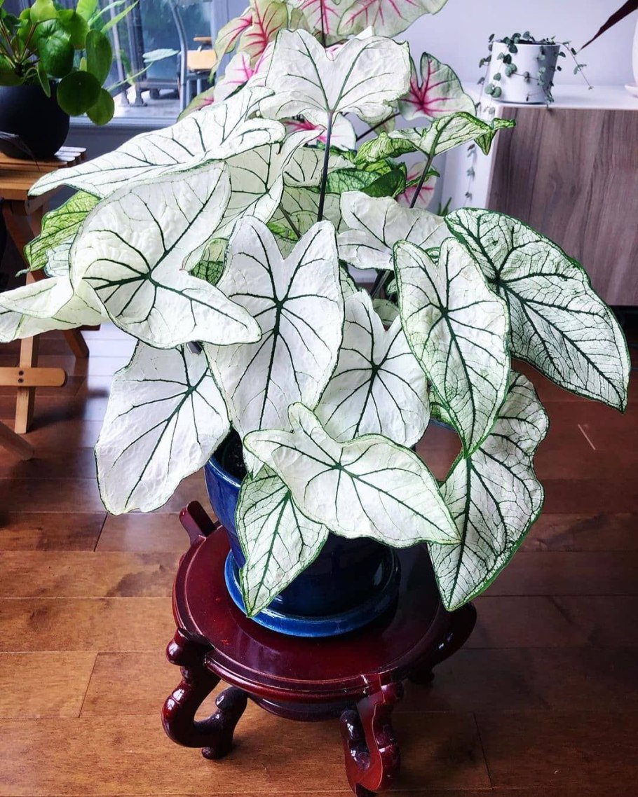 Калла Каптейн сафари