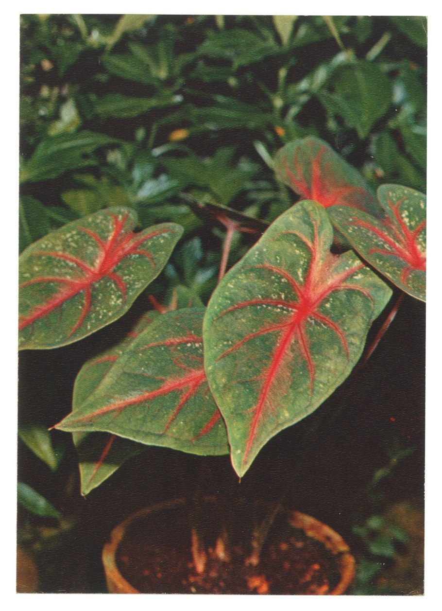 Anthurium Leaf