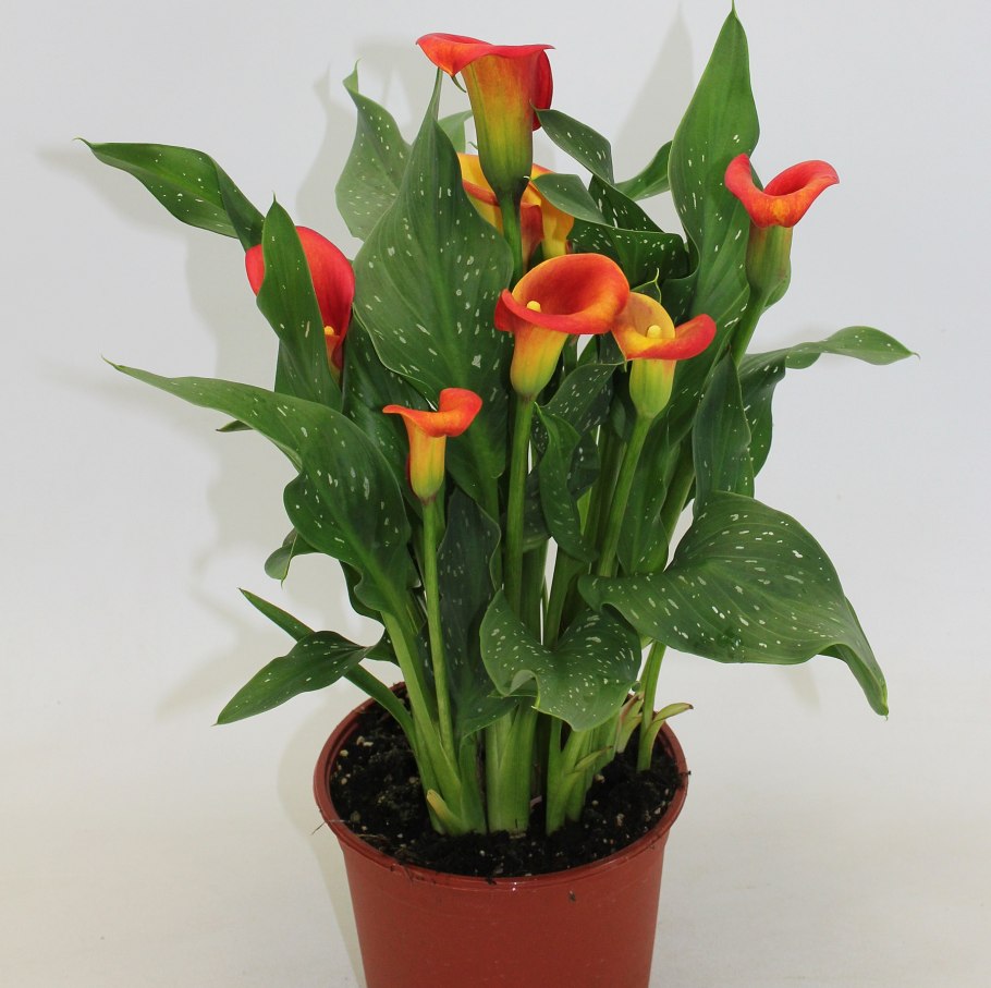 Антуриум Андре цветок