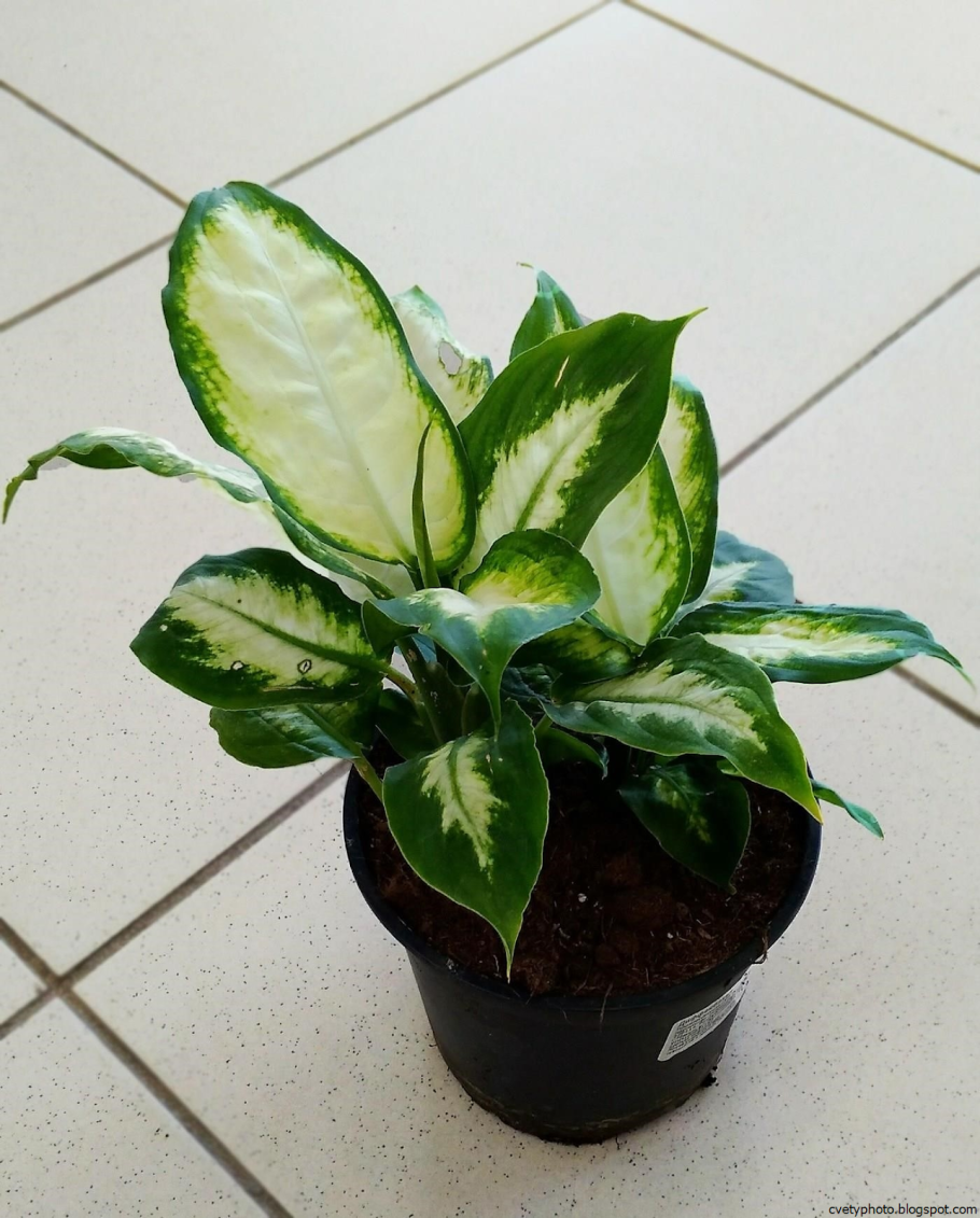 Алоказия клобучковая