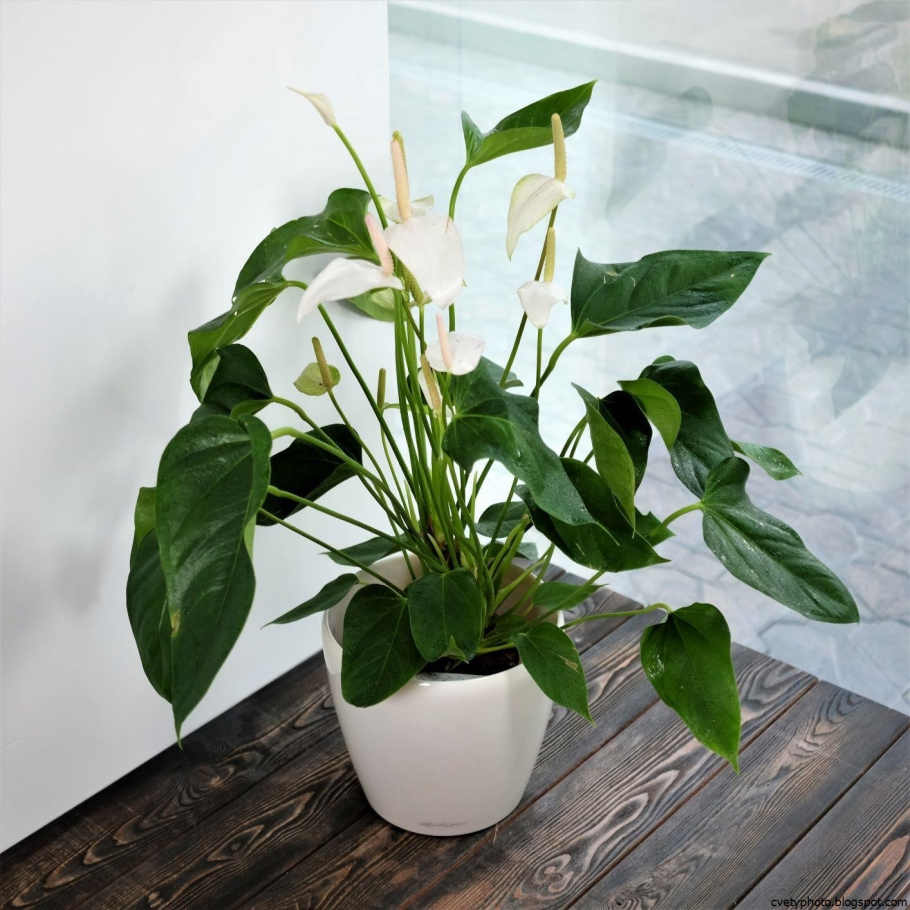 Филодендрон пастазанум