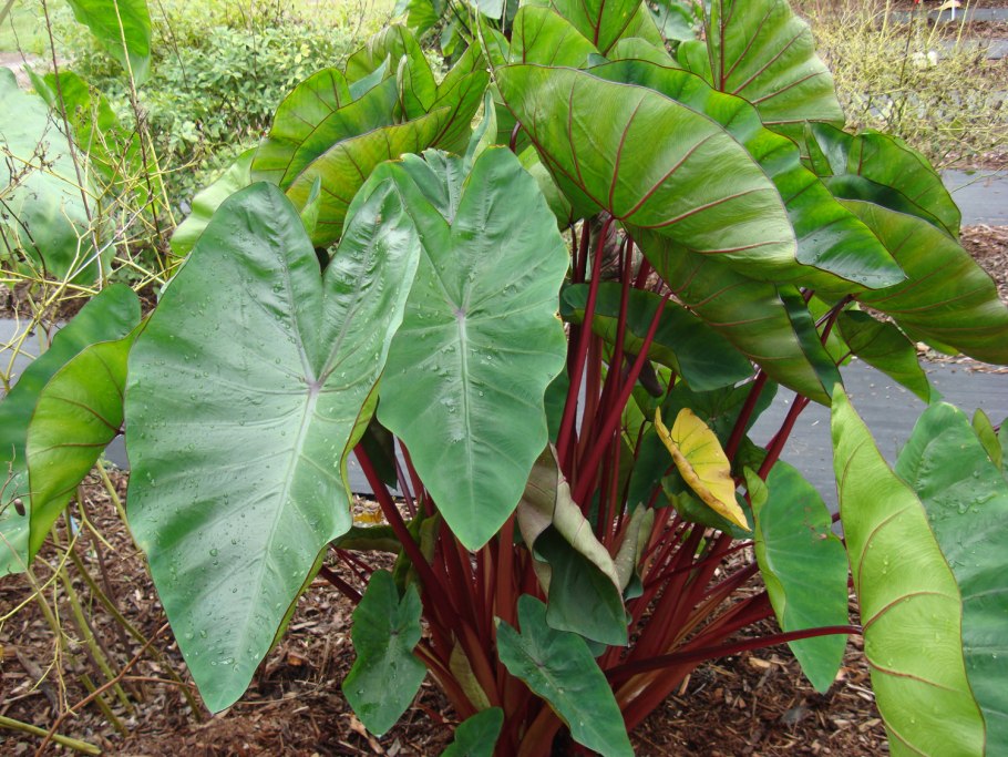 Сингониум podophyllum