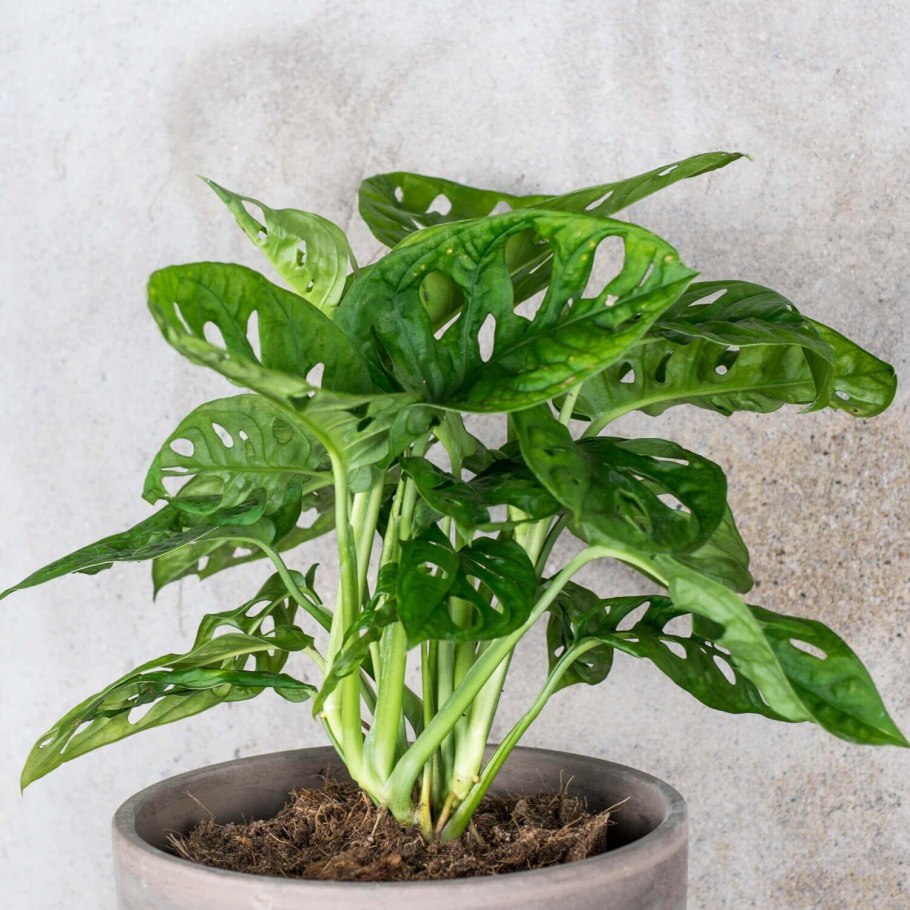 Филодендрон мандианум