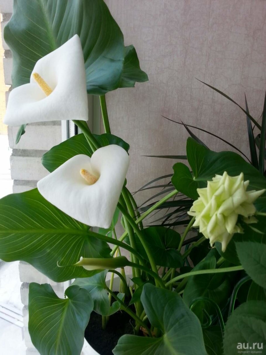 Растение каладиум