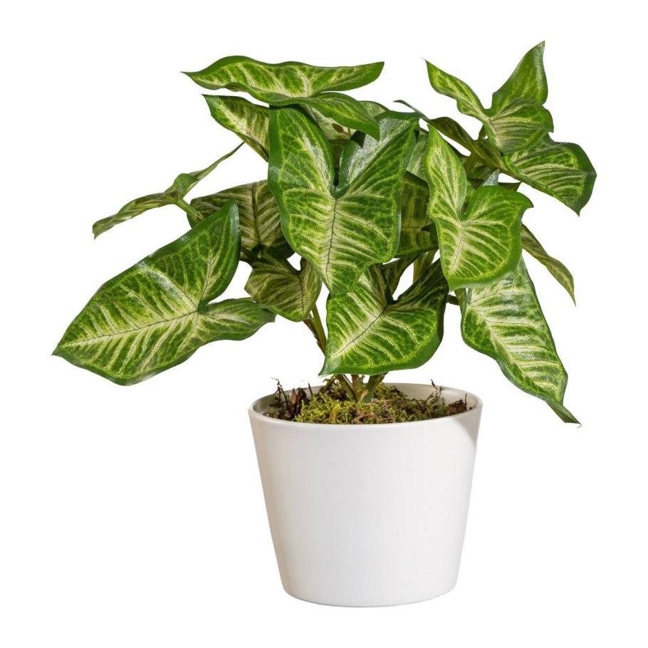 Калла эфиопская Зантедеския