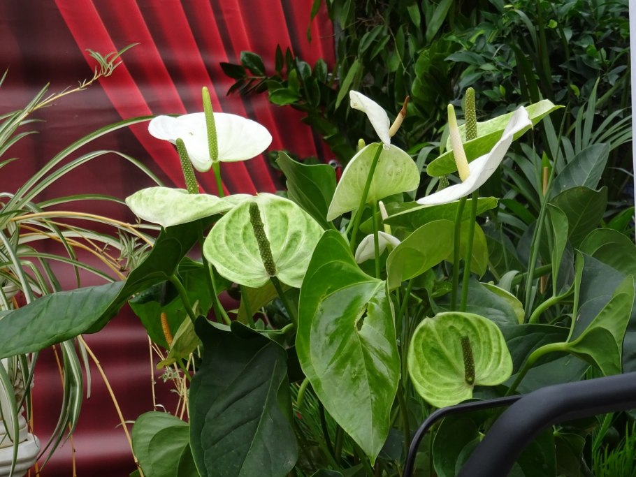 Монстера обликва