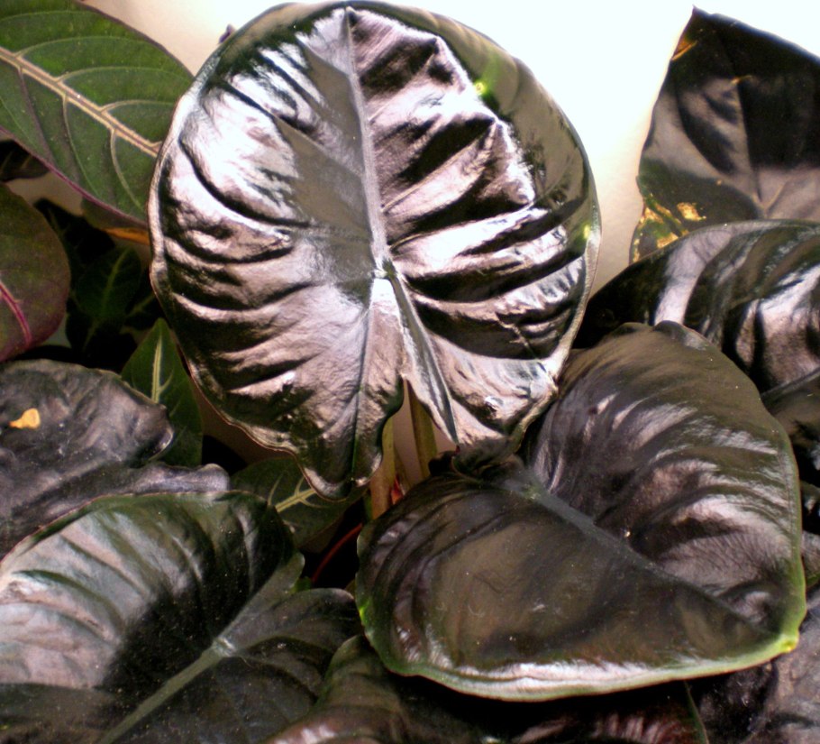 Диффенбахия вариегатная