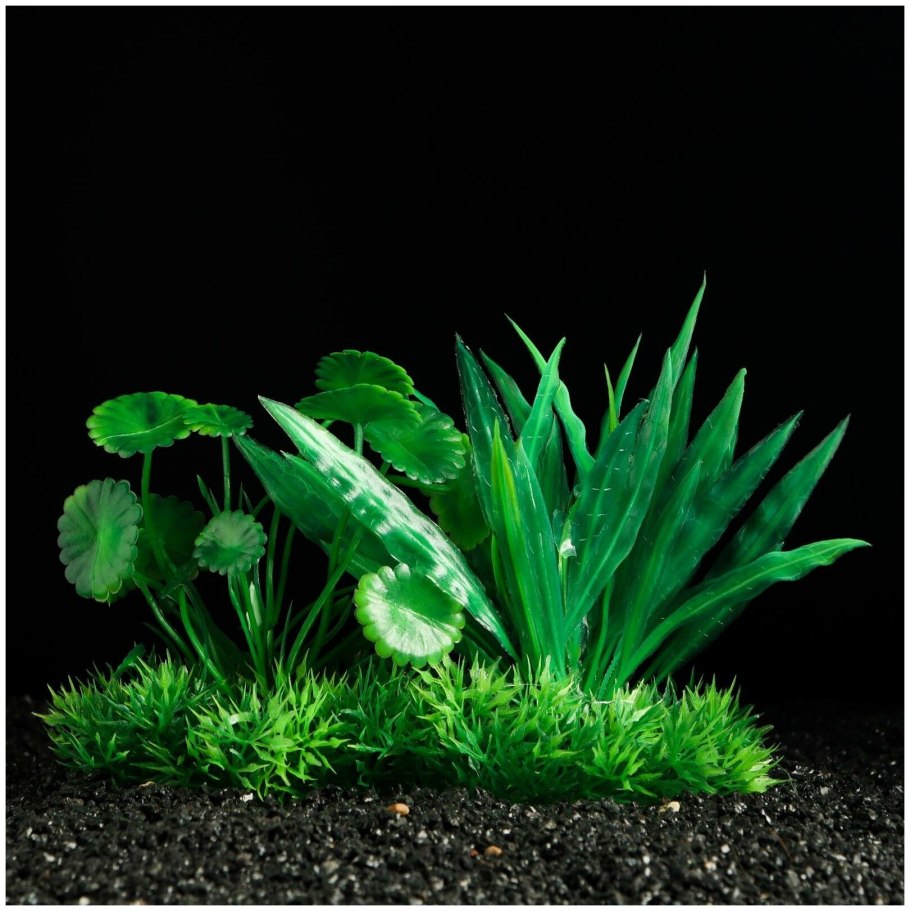 Апоногетон мадагаскарский Увирандра