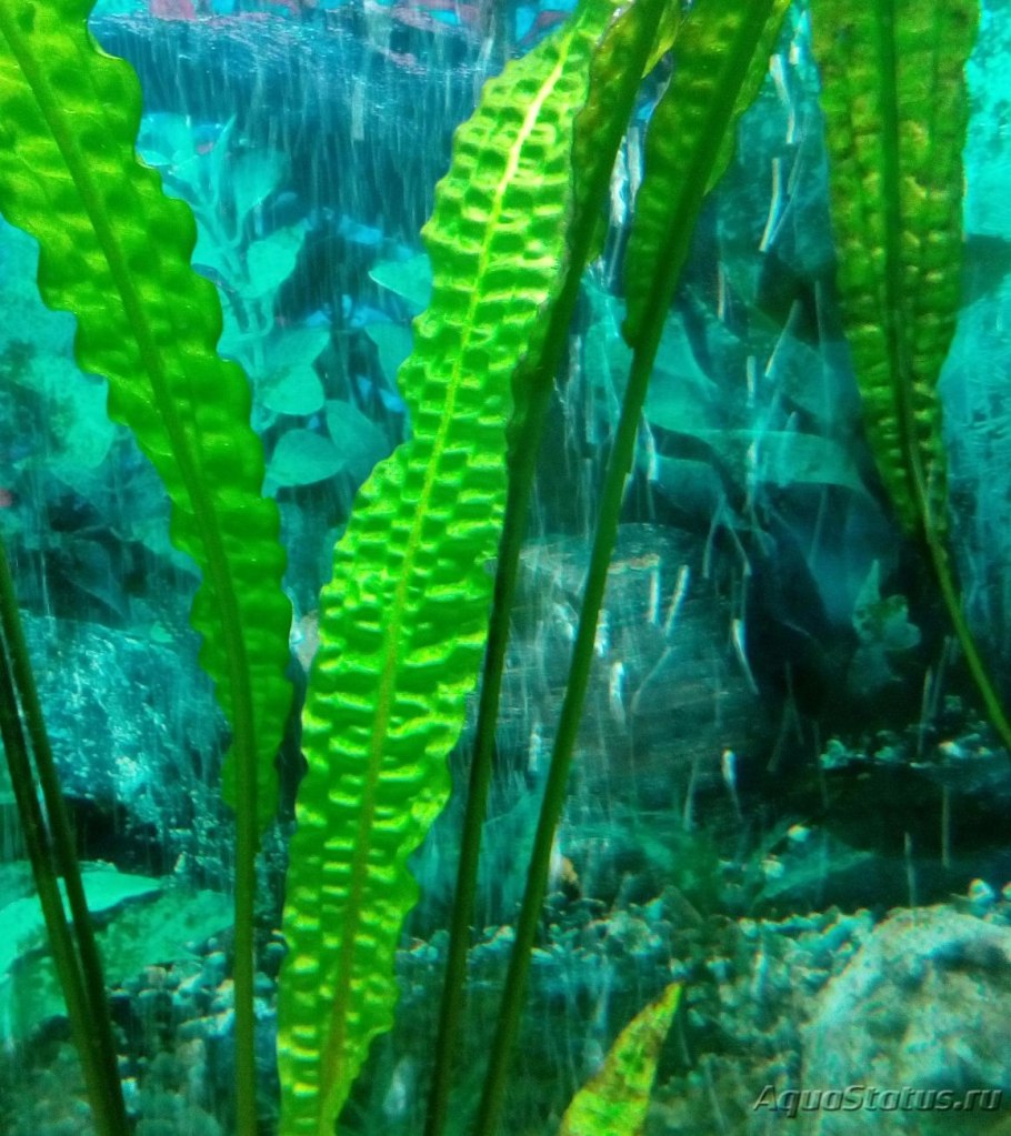 Апоногетон натанс аквариумное растение